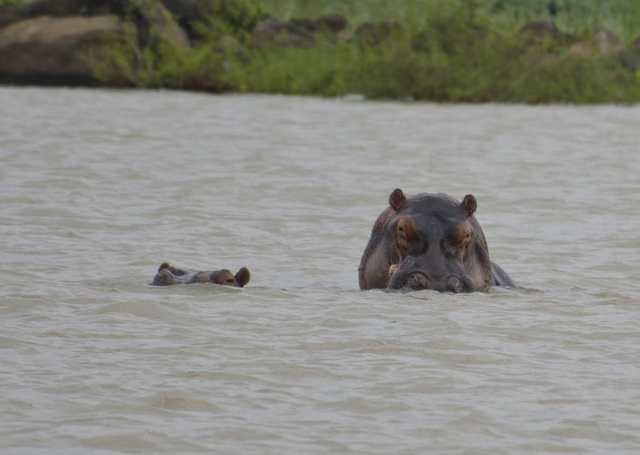 Two hippopotamuses in Lake Tana, Ethiopia