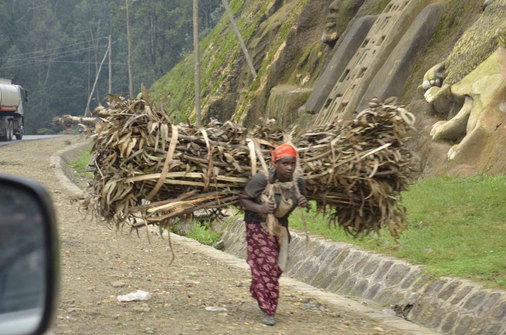 Woman carrying firewood down into Addis Ababa from the Eucalyptus forests