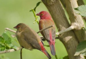 Crimson wild birds, Ethiopia