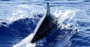 rear view of a dolphin surfacing