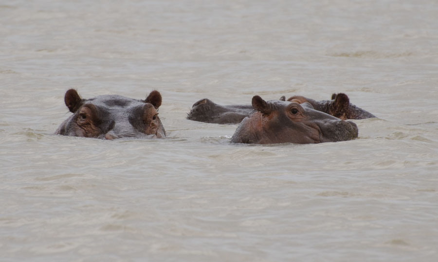 Hippos on Lake Tana, Ethiopia