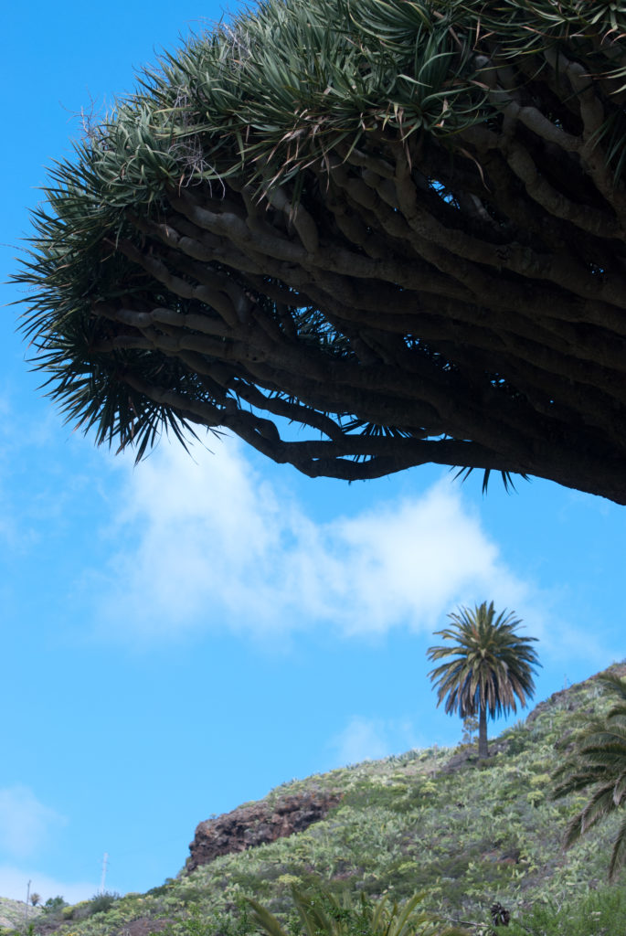 View of under canopy of a dragon tree in La Gomera (El Drago)