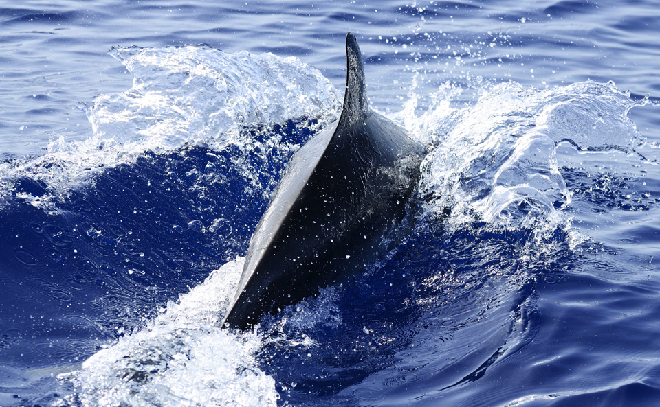 View of dorsal fin of a dolphin surfacing in the sea between Tenerife and La Gomera