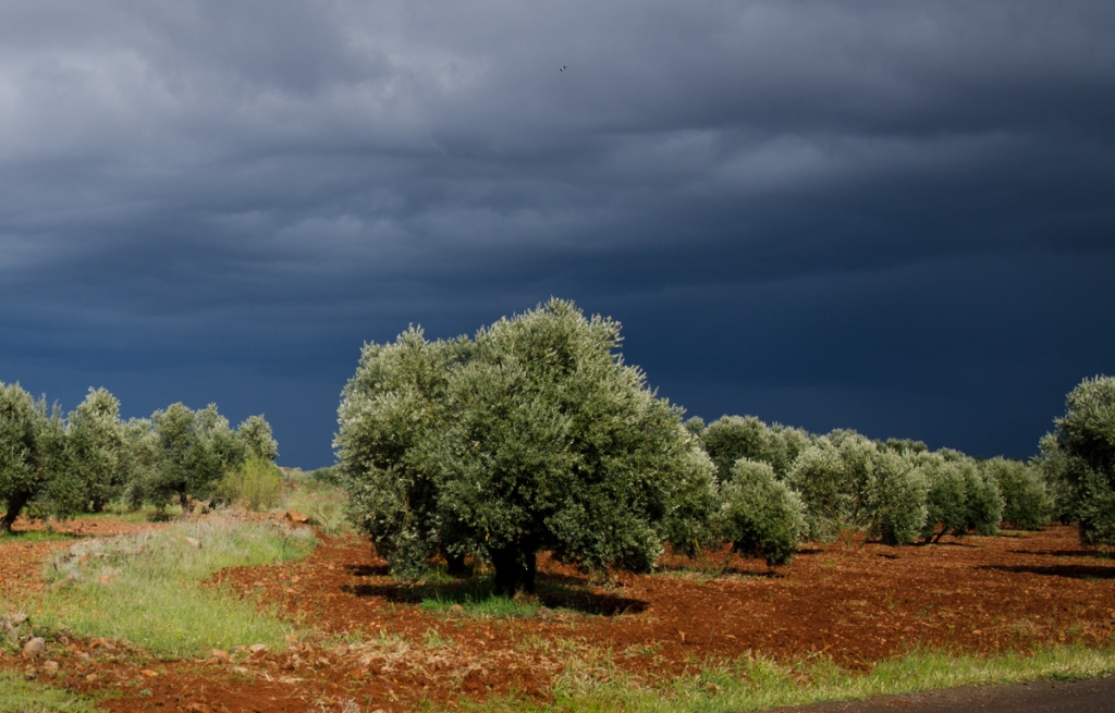 Olive grove with storm sky, Andulusia, Spain